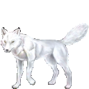 白い狼のビアンカ